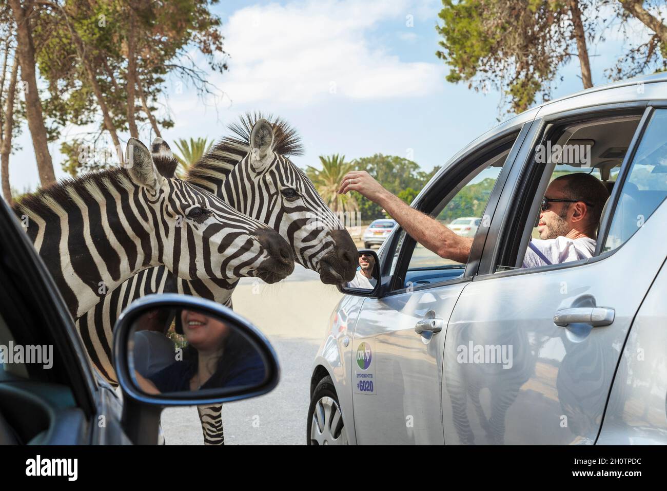 RAMAT GAN, ISRAEL - 25. SEPTEMBER 2017: Nicht identifizierte Menschen kommunizieren mit Zebras, ohne ihre Autos im Safari Zoologischen Zentrum zu verlassen. Stockfoto