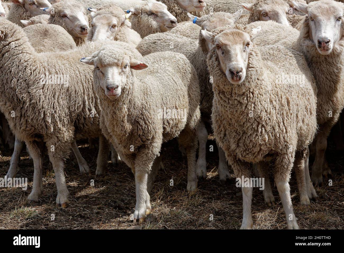 Schafe, Herde, nah beieinander, Schafstation, Tiere, Nahaufnahme, Wollgeschäft, Südinsel, Neuseeland, PR Stockfoto