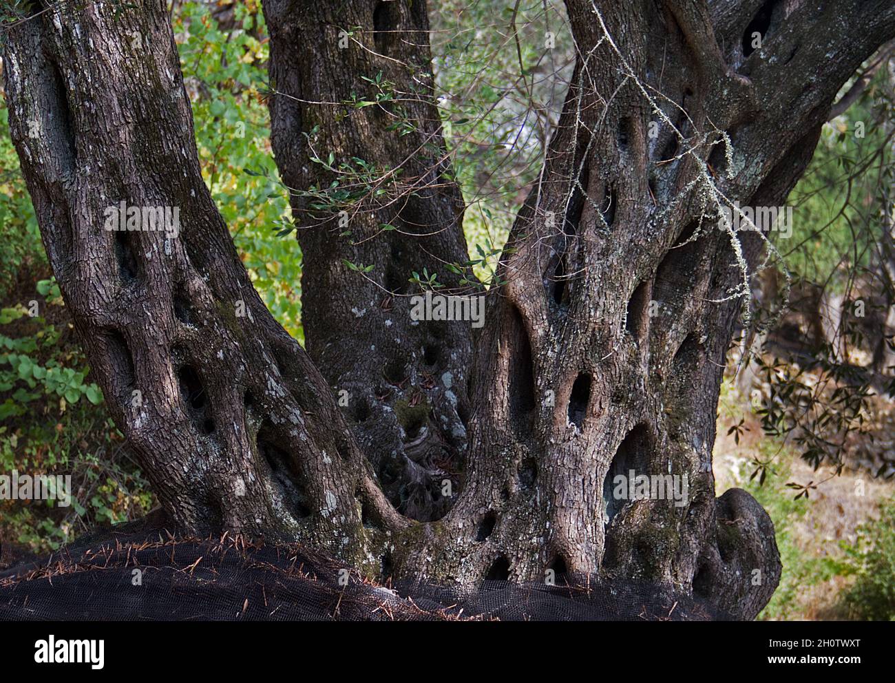 Dicke alte Oliven drei mit drei Stielen in einem Obstgarten auf Korfu, Griechenland Stockfoto