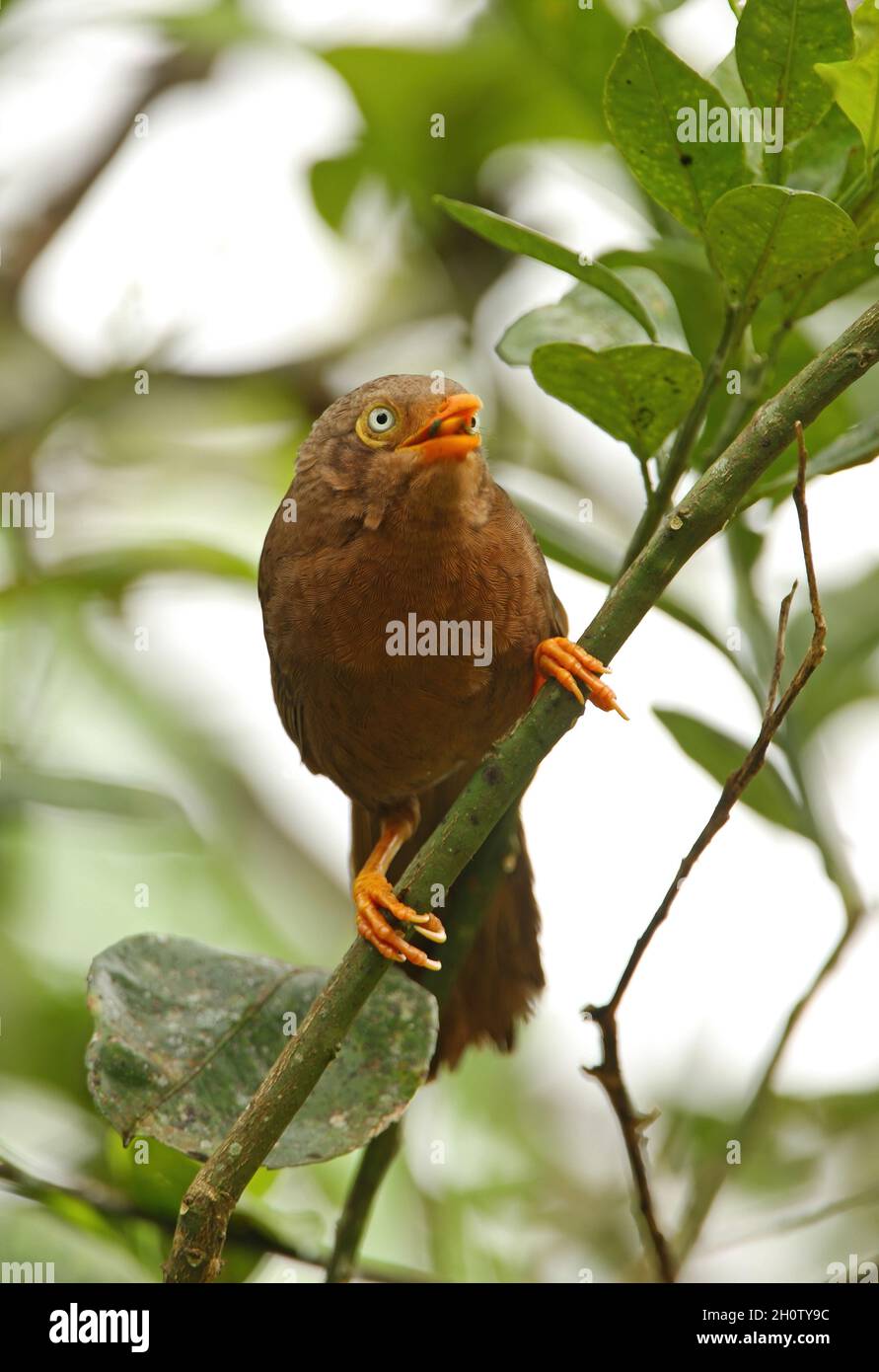 Orangenschnabelige Babbler (Turdoides rufescens), Erwachsene, die im Busch (Sri Lanka endemisch) fressen Kitulgala, Sri Lanka Dezember Stockfoto