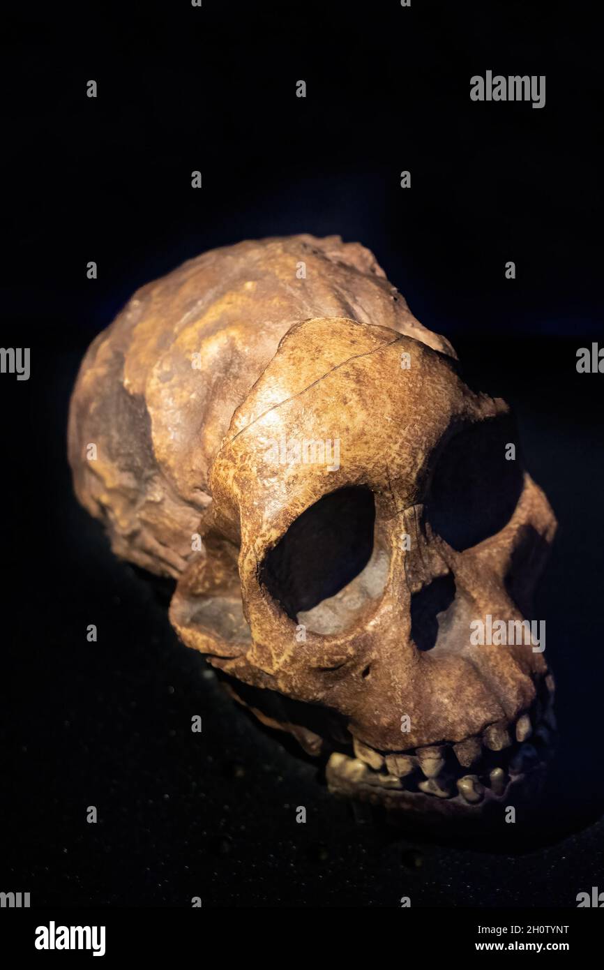 Australopithecus Africanus Dart ist eine ausgestorbene Art von australopithecin, die vor 3.67 bis 2 Millionen Jahren im mittleren Pliozän bis zum Earl lebte Stockfoto
