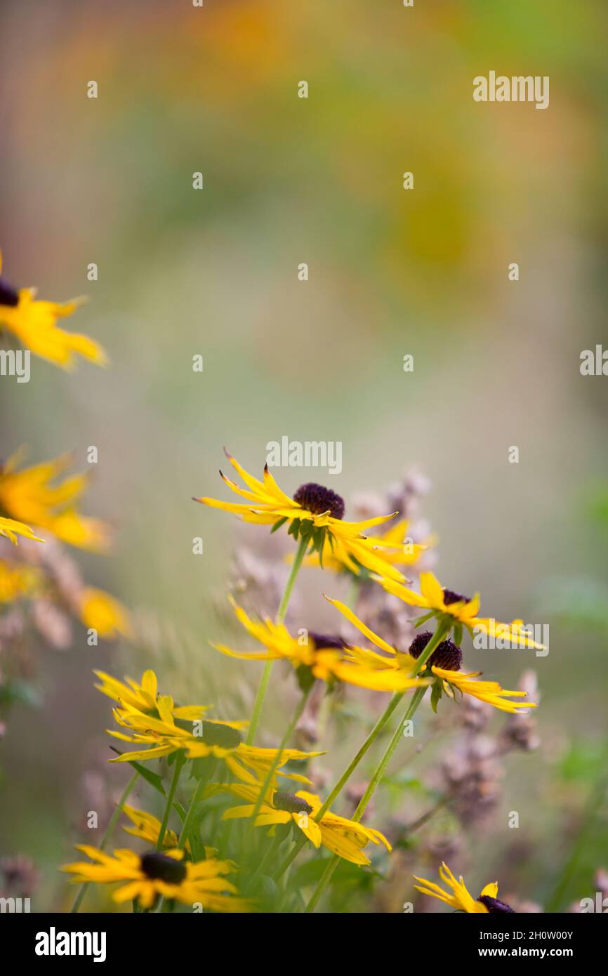 Leuchtend gelbe Rudbeckia blüht im Herbst in Nordostengland in einem Garten Stockfoto