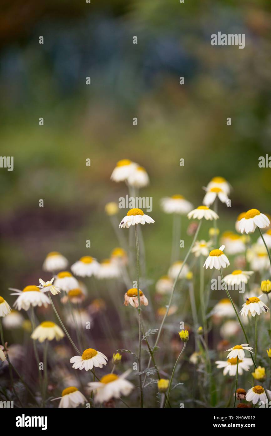 Weiße Gänseblümchen wachsen im Herbst in einem Landgarten Stockfoto