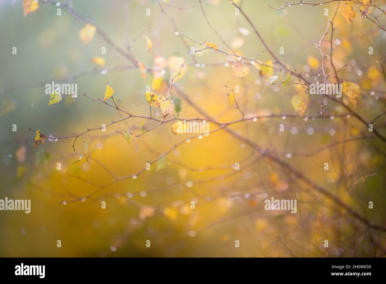 Regentropfen und goldene Birkenblätter an einem regnerischen Tag im Herbst Stockfoto