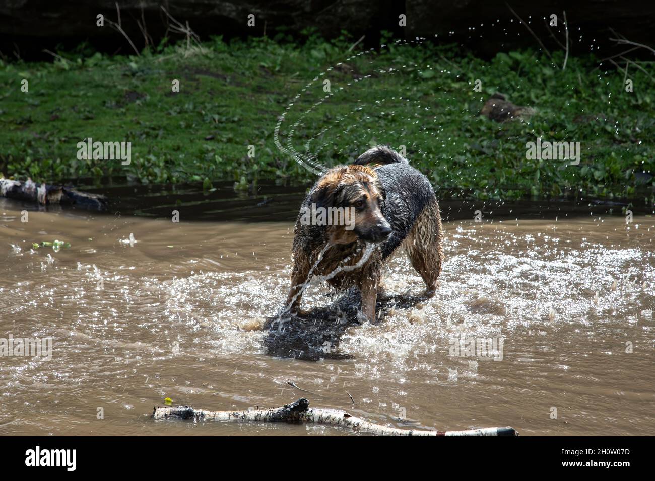 Der mittelgroße, rauhaarige Hund genießt es, im Sommer in einem Bach zu baden, um sich an einem warmen Sommertag in North Yorkshire, Großbritannien, abzukühlen Stockfoto