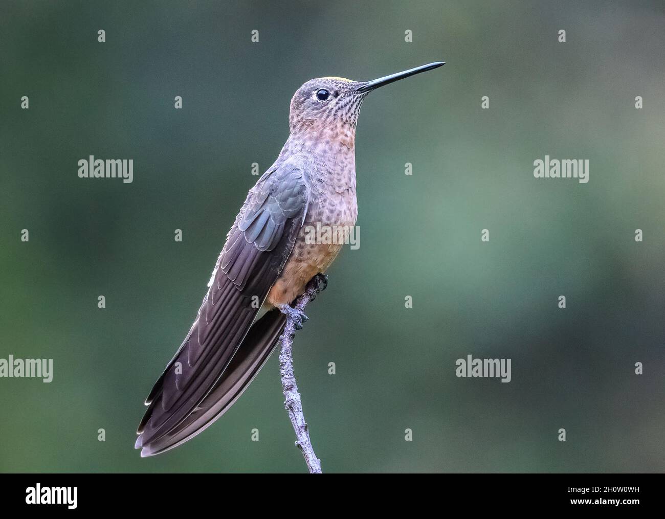 Ein Riesenhummingbird (Patagona gigas), der auf einem Ast thront. Cuzco, Peru, Südamerika. Stockfoto