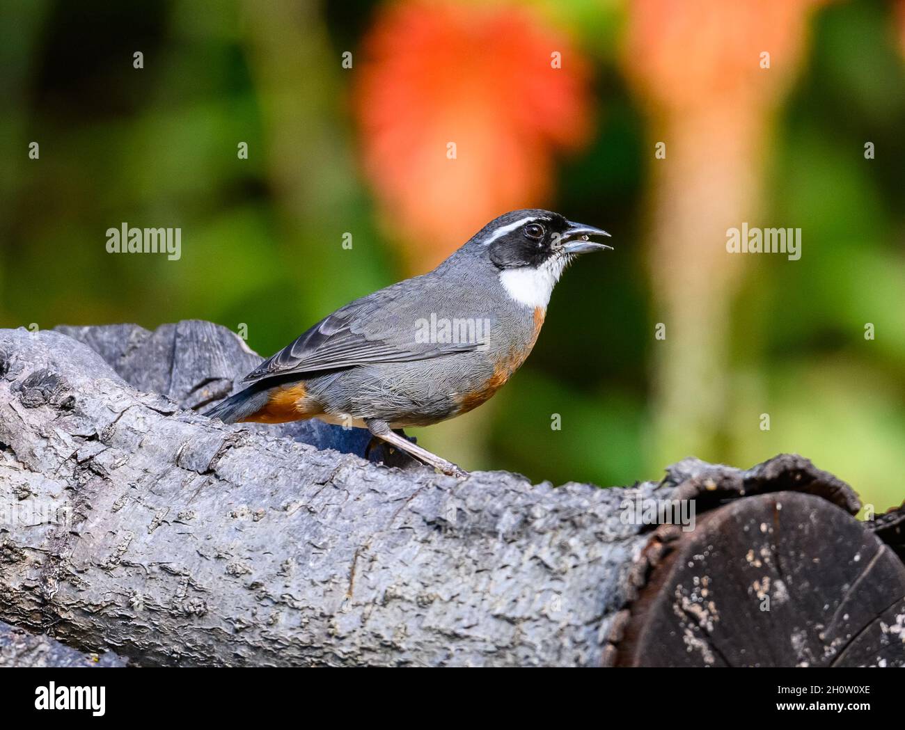 Ein kastanienreihiger Bergfink (Poospizopsis caesar), der auf einem Baumstamm thront. Cuzco, Peru, Südamerika. Stockfoto