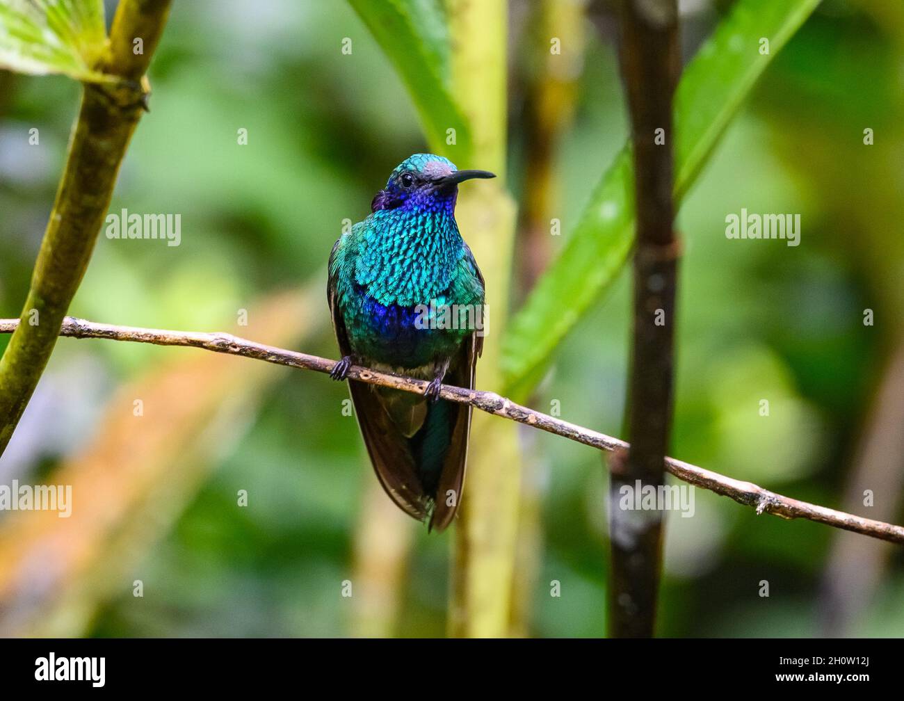 Ein Kolibri mit funkelnden Geilchen (Colibri coruscans), der auf einem Ast thront. Cuzco, Peru, Südamerika. Stockfoto