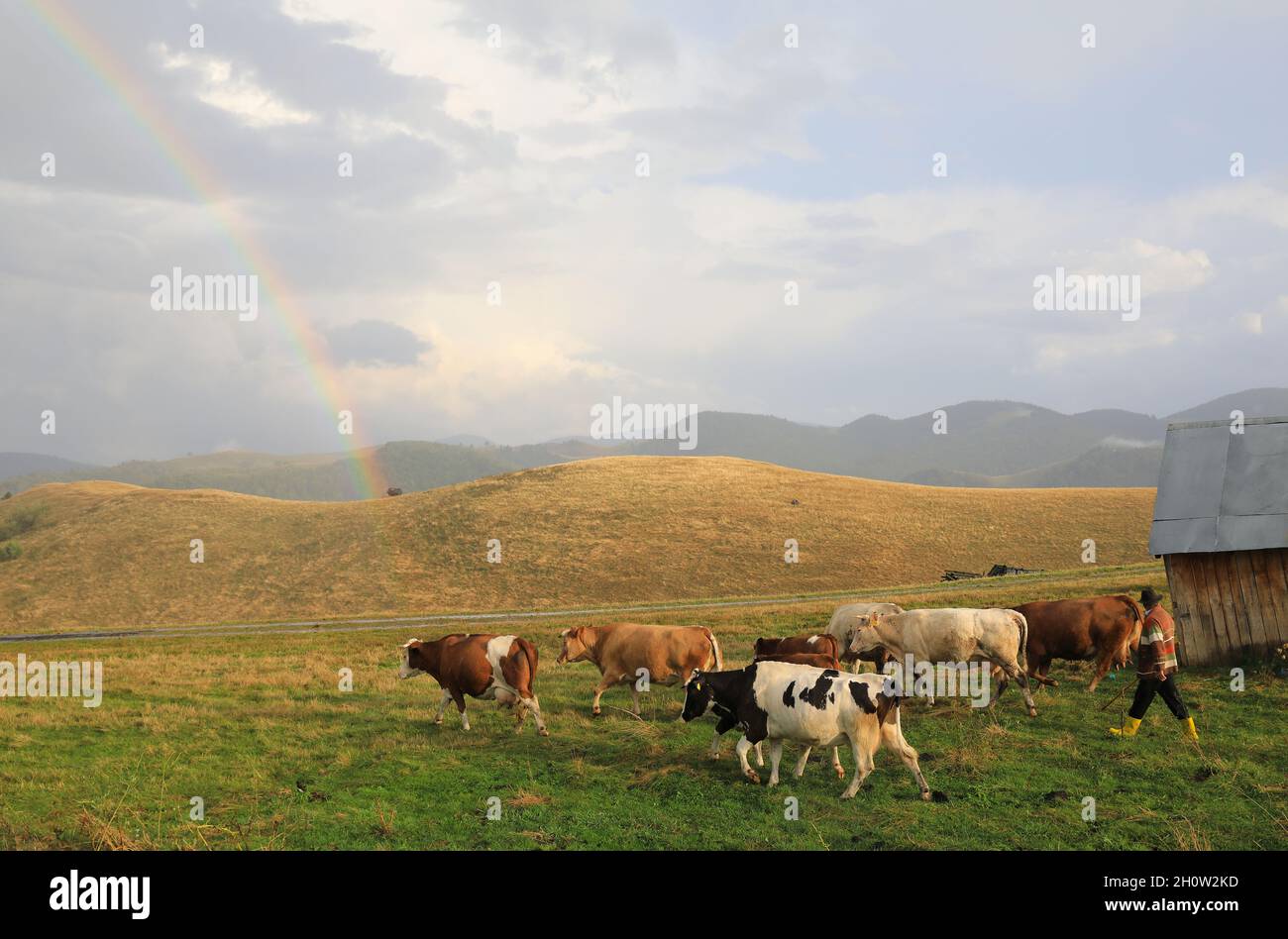 Ein Hirte mit seinem Vieh im wunderschönen Cindrelul Paltinis, in der Nähe von Sibiu, Siebenbürgen, Rumänien Stockfoto