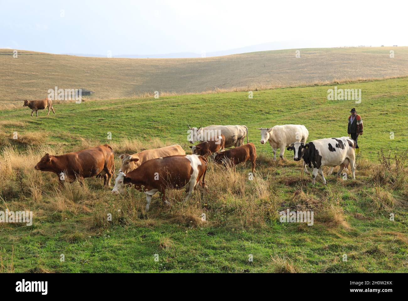 Ein Hirte mit seinem Vieh im wunderschönen Cindrelul Paltinis, in der Nähe von Sibiu, Siebenbürgen, Rumänien Stockfoto