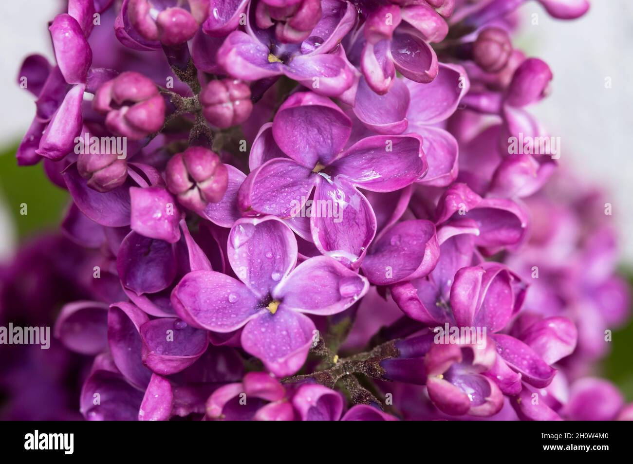 Tropfen auf Blumen. Flieder in Nahaufnahme. Blüten von Fliedern. Lila Blüten. Stockfoto