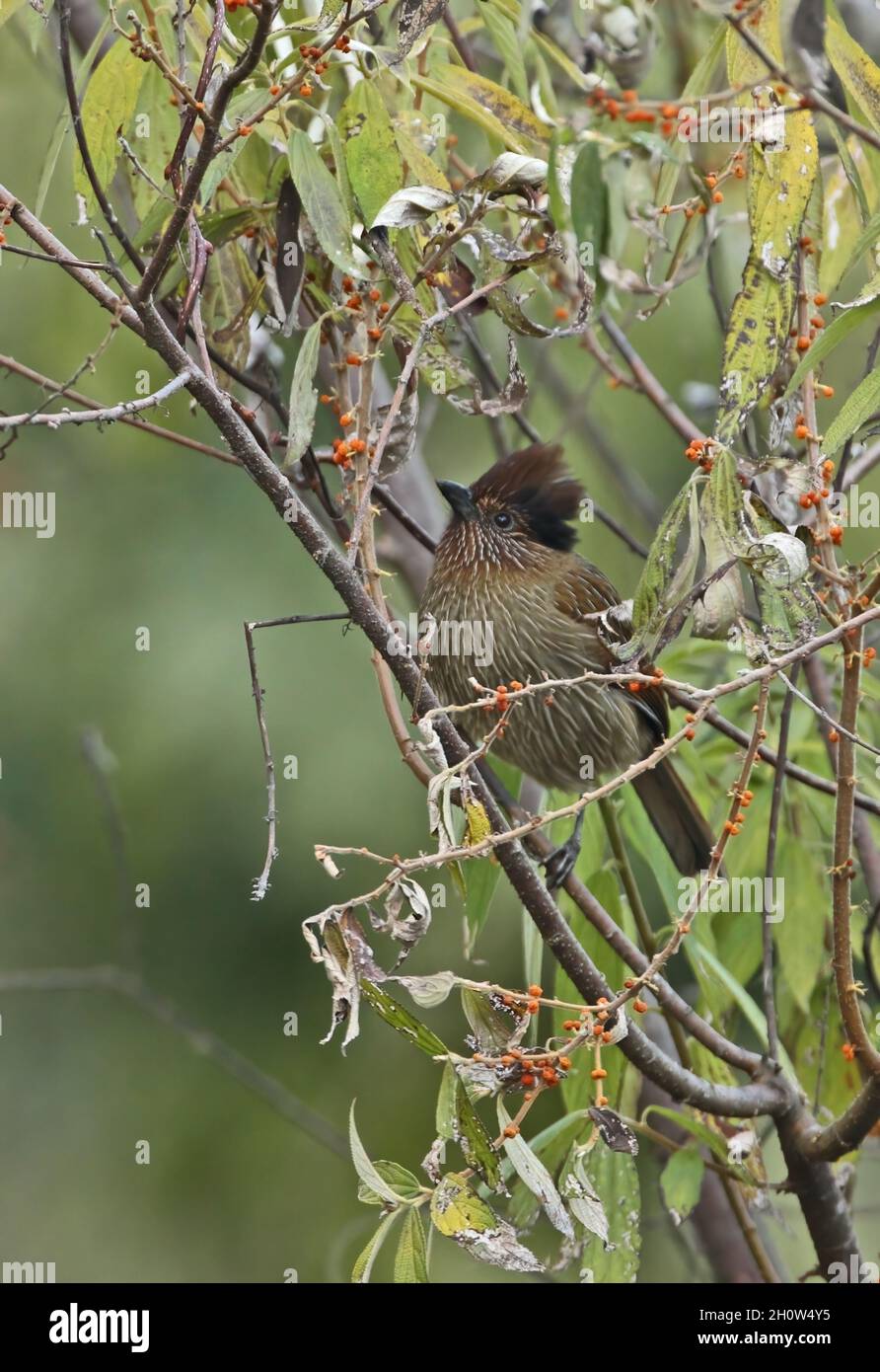 Gestreifte Lachdrossel (Grammatoptila striata brahmaputra) erwachsen im Fruchtbaum Eaglenest Wildlife Sanctuary, Arunachal Pradesh, Indien Jan Stockfoto