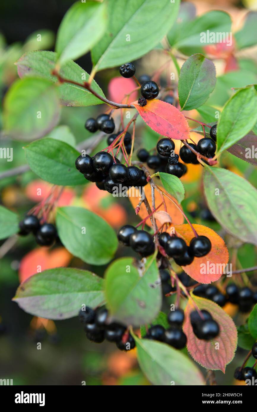 Ornamental Black Chokeberry saure Beeren im Herbst mit rot verfärbten Blättern Stockfoto