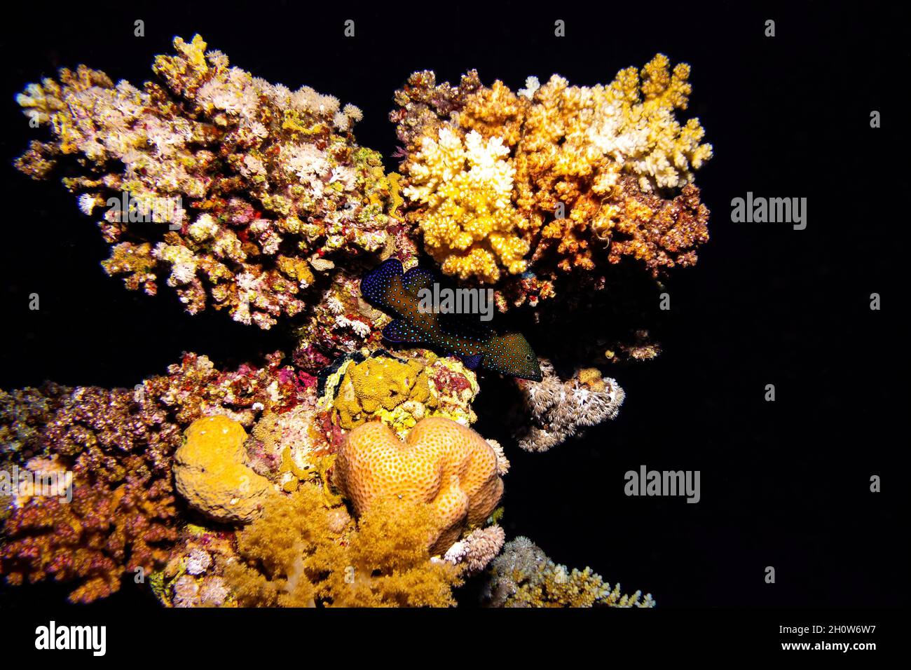 Pfauenzackenbarsch, versteckt unter einem Korallenriff auf schwarzem Hintergrund in der Nacht Stockfoto
