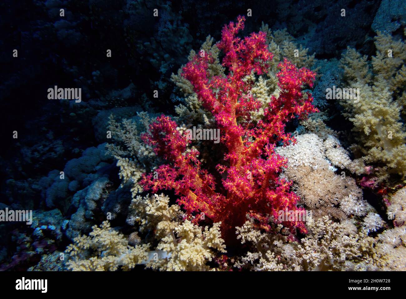 Rote weiche Brokkoli-Korallen über dunklem Korallenriff Hintergrund Stockfoto