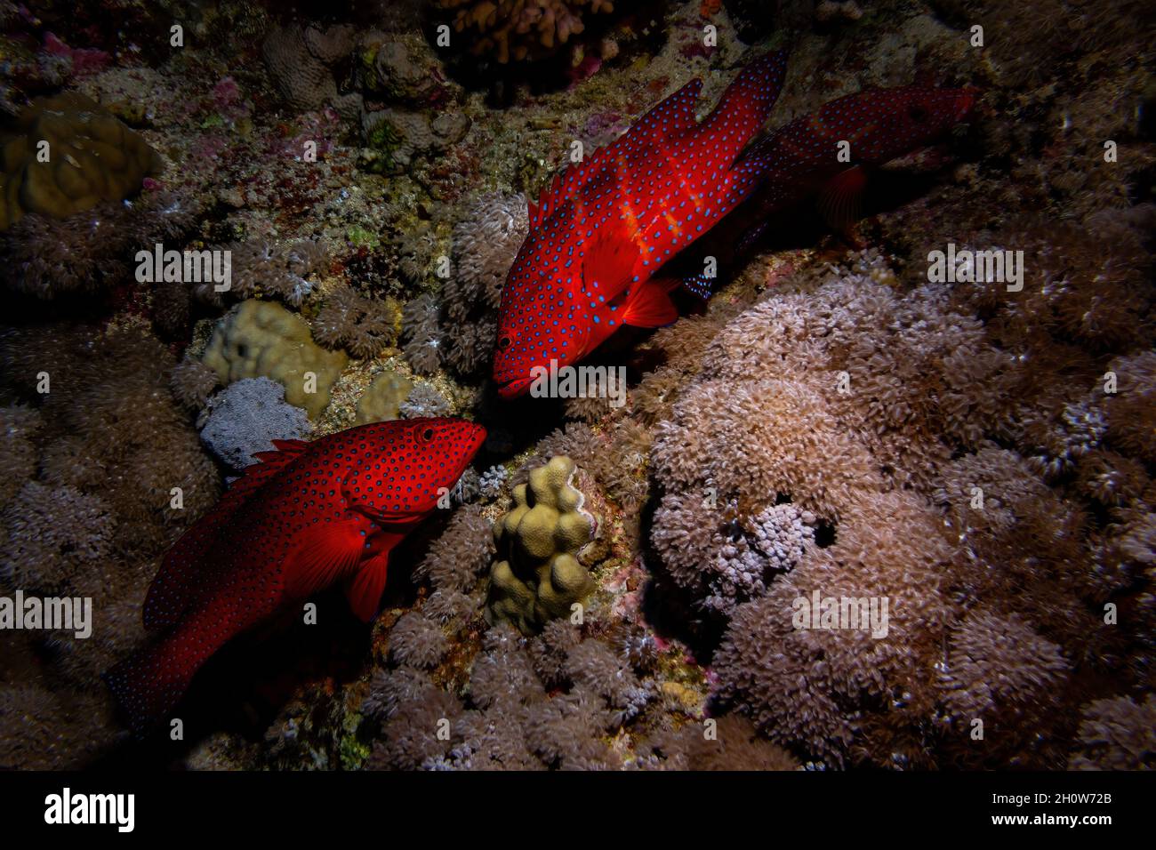 Zwei rote Korallen Zackenbarsche über dunklem Korallenriff Hintergrund Stockfoto