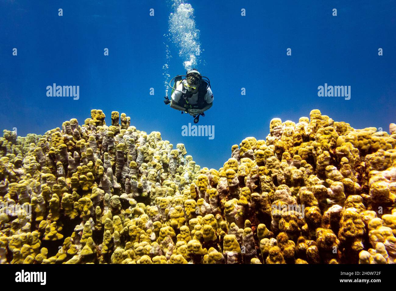 Eine Taucherin, die in tiefblau über einem gelben Korallenriff schwimmend ist Stockfoto