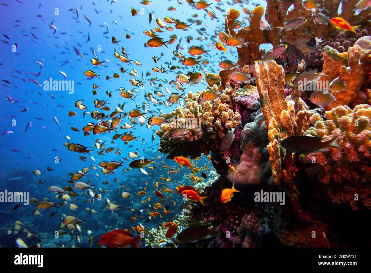 Rotmeer-Korallenriff-Landschaft mit Korallen und Damselfischen Stockfoto