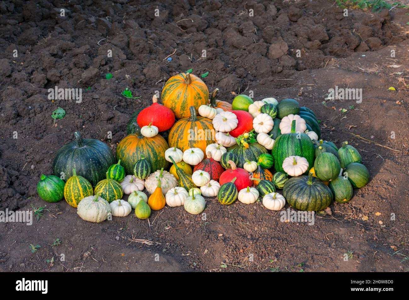 Ein Haufen verschiedener mehrfarbiger Kürbisse. Viele Kürbisse verschiedener Sorten. Herbsternte von Kürbis. Ernte im Dorf. Stockfoto