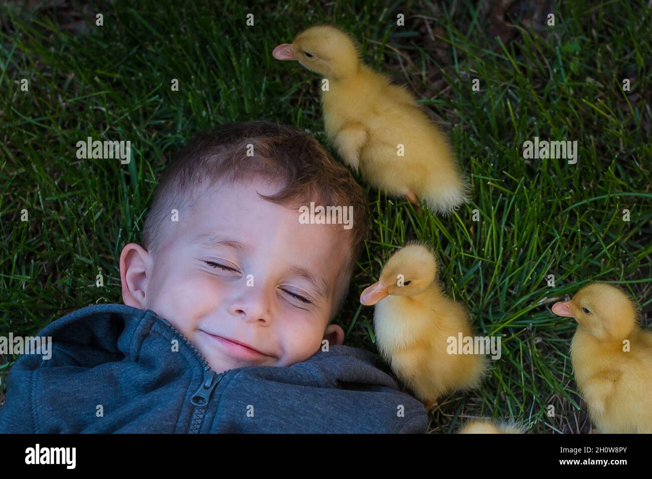Kleiner Junge lachend, während kleine Enten um ihn herumlaufen Stockfoto