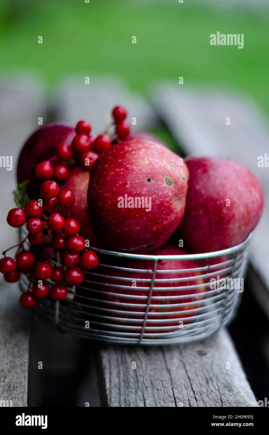 Rote Äpfel und Viburnum in einem Korb auf einer Bank im Garten Stockfoto