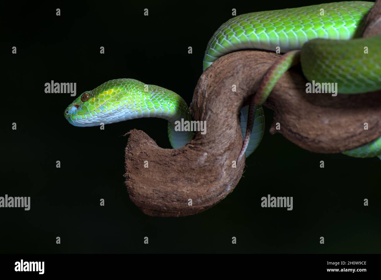 White-lipped Insel Pit Viper ) auf dem Baum Zweig Stockfoto