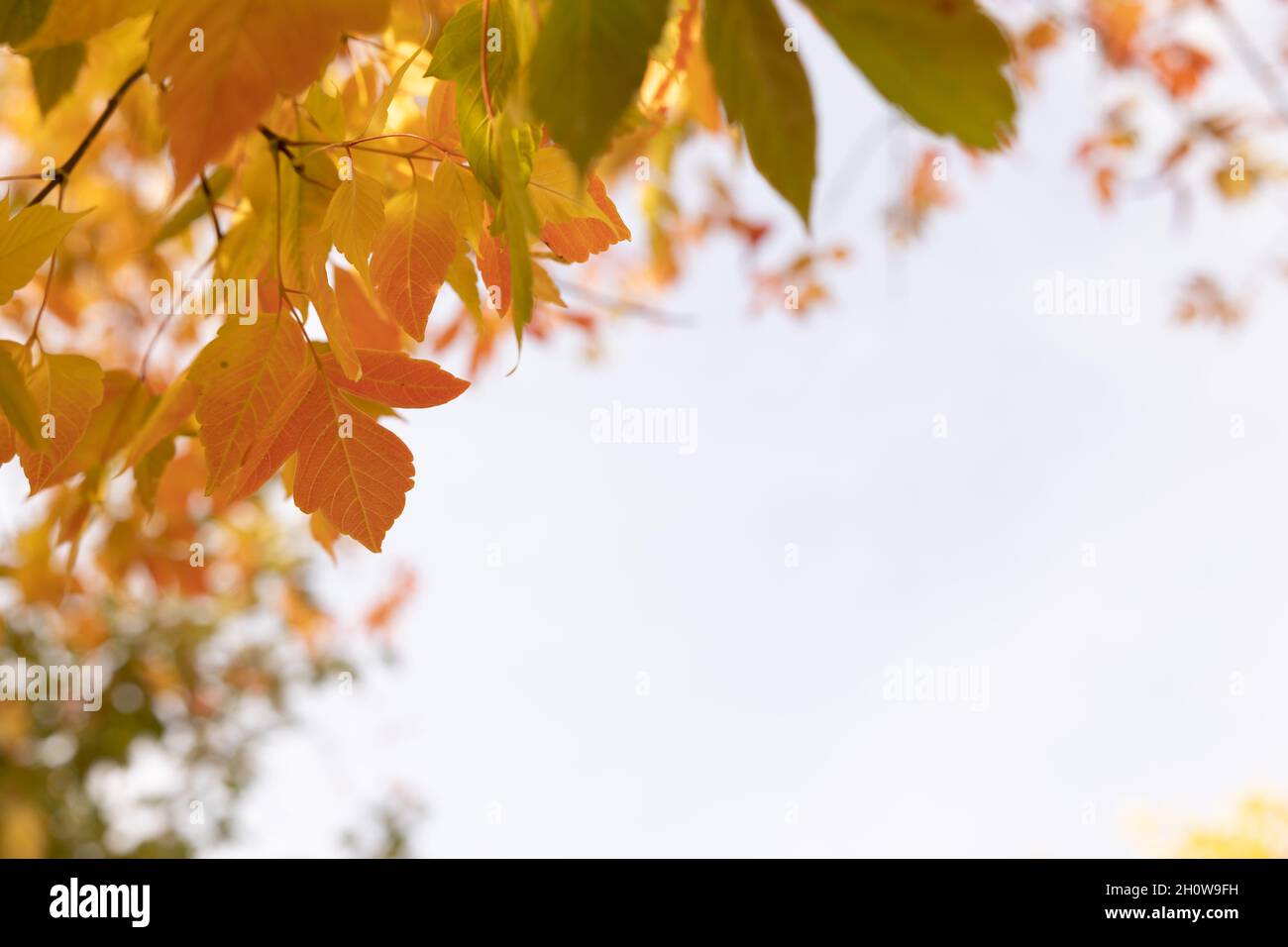 Rand der Blätter ändern Farben im Herbst, grün, gelb, rot und orange auf einem Baum im Freien mit Kopieplatz in den Himmel Stockfoto