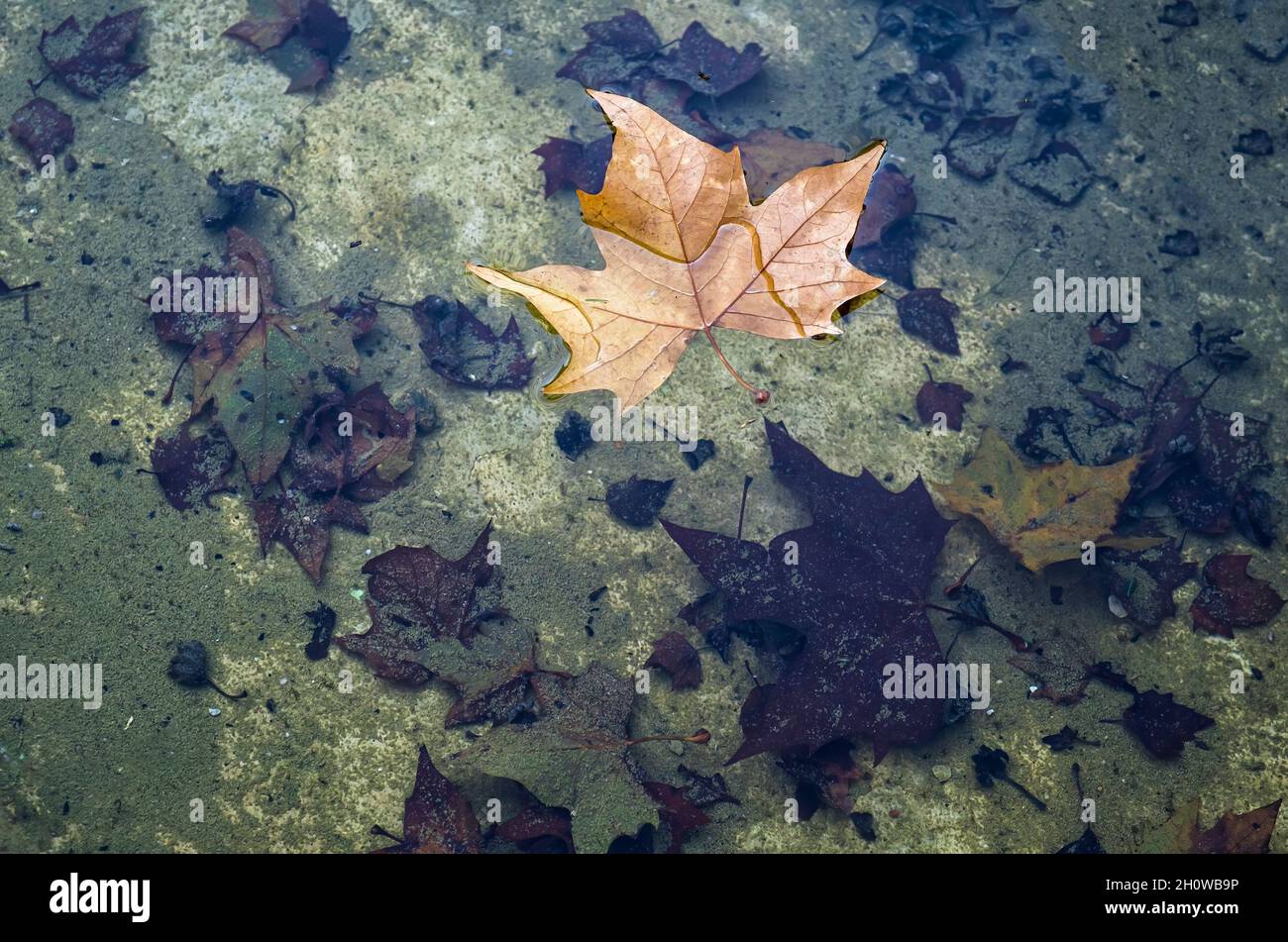 Ein trockenes Blatt, das von einem Baum gefallen ist, der auf einem Teich aus Wasser schwimmt, im Boden zersetzte Blätter auf einem Hintergrund von grünen Algen, Herbststruktur, Blatt von Pla Stockfoto