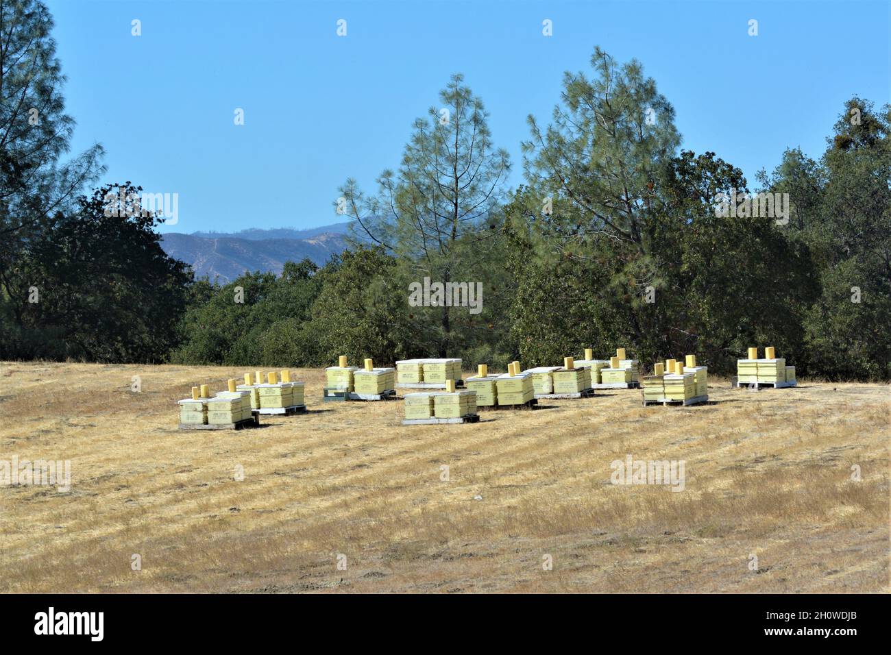 Bienenstöcke in den Hügeln rund um das Weinland Napa, die die Bestäuber für die Bienenzucht sind Stockfoto