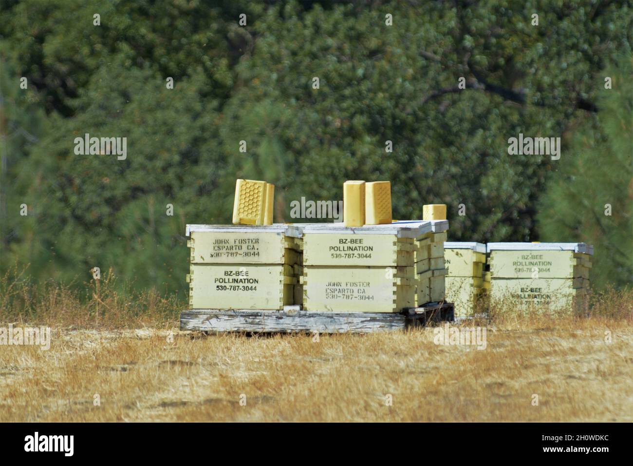 Bienenstöcke in den Hügeln rund um das Weinland Napa, die die Bestäuber für die Bienenzucht sind Stockfoto