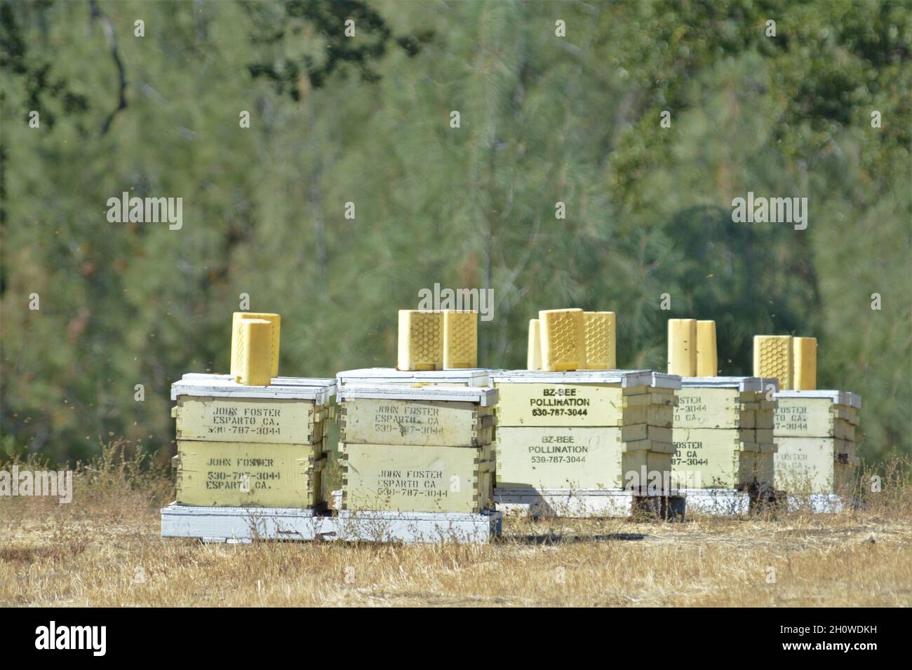 Bienenstöcke in den Hügeln rund um das Weinland Napa, die die Bestäuber für die Bienenzucht sind Stockfoto
