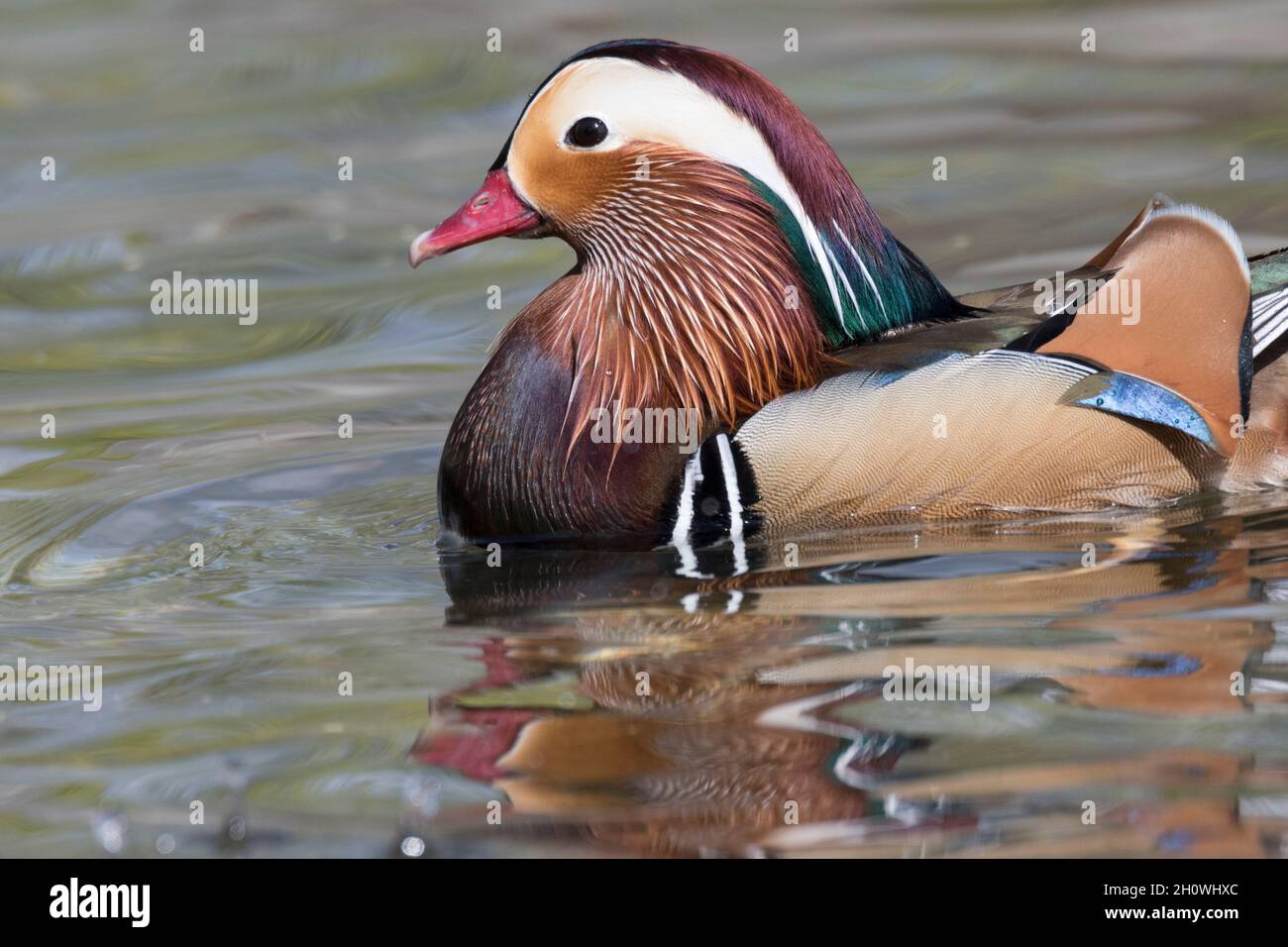 Eine männliche Mandarinente schwimmt auf der Oberfläche des Lake Washington in der Nähe von Seattle. Stockfoto