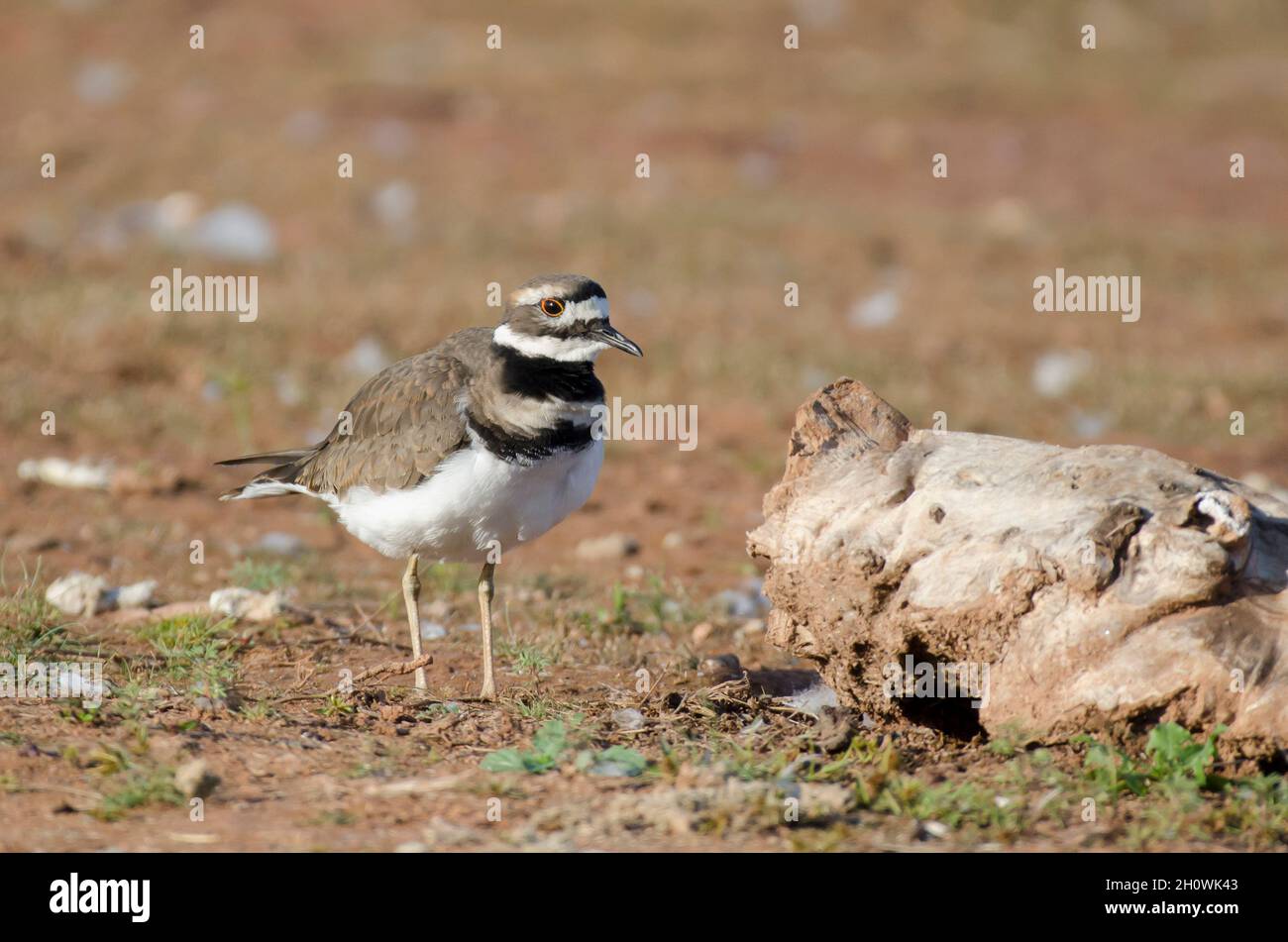 Killdeer, Charadrius vociferus, am Seeufer Stockfoto