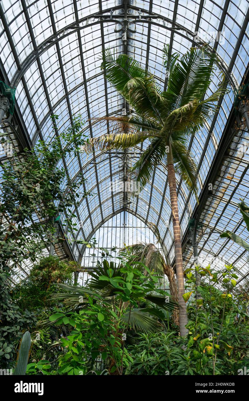 Im Gewächshaus im Park des goldenen Kopfes (Parc de la Tête D' OR) in Lyon, Frankreich. Stockfoto