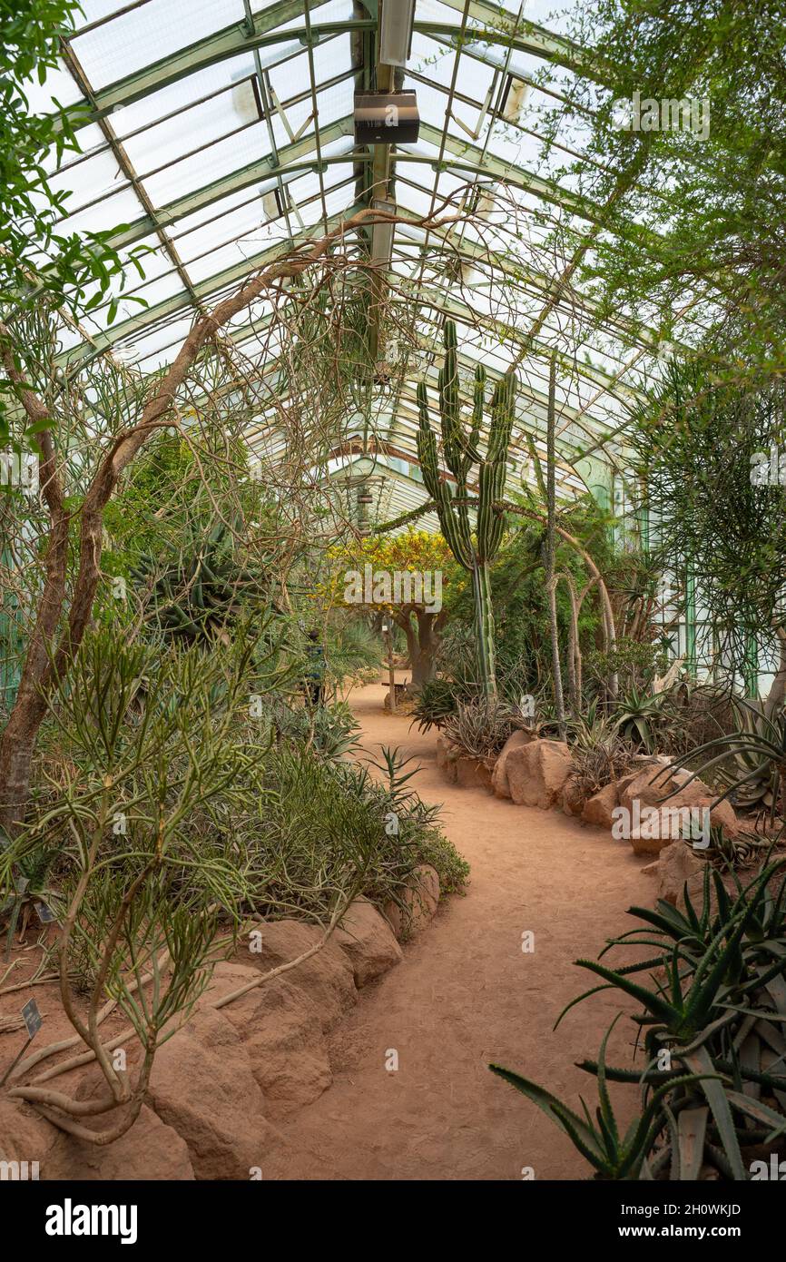 Im Gewächshaus im Park des goldenen Kopfes (Parc de la Tête D' OR) in Lyon, Frankreich. Stockfoto