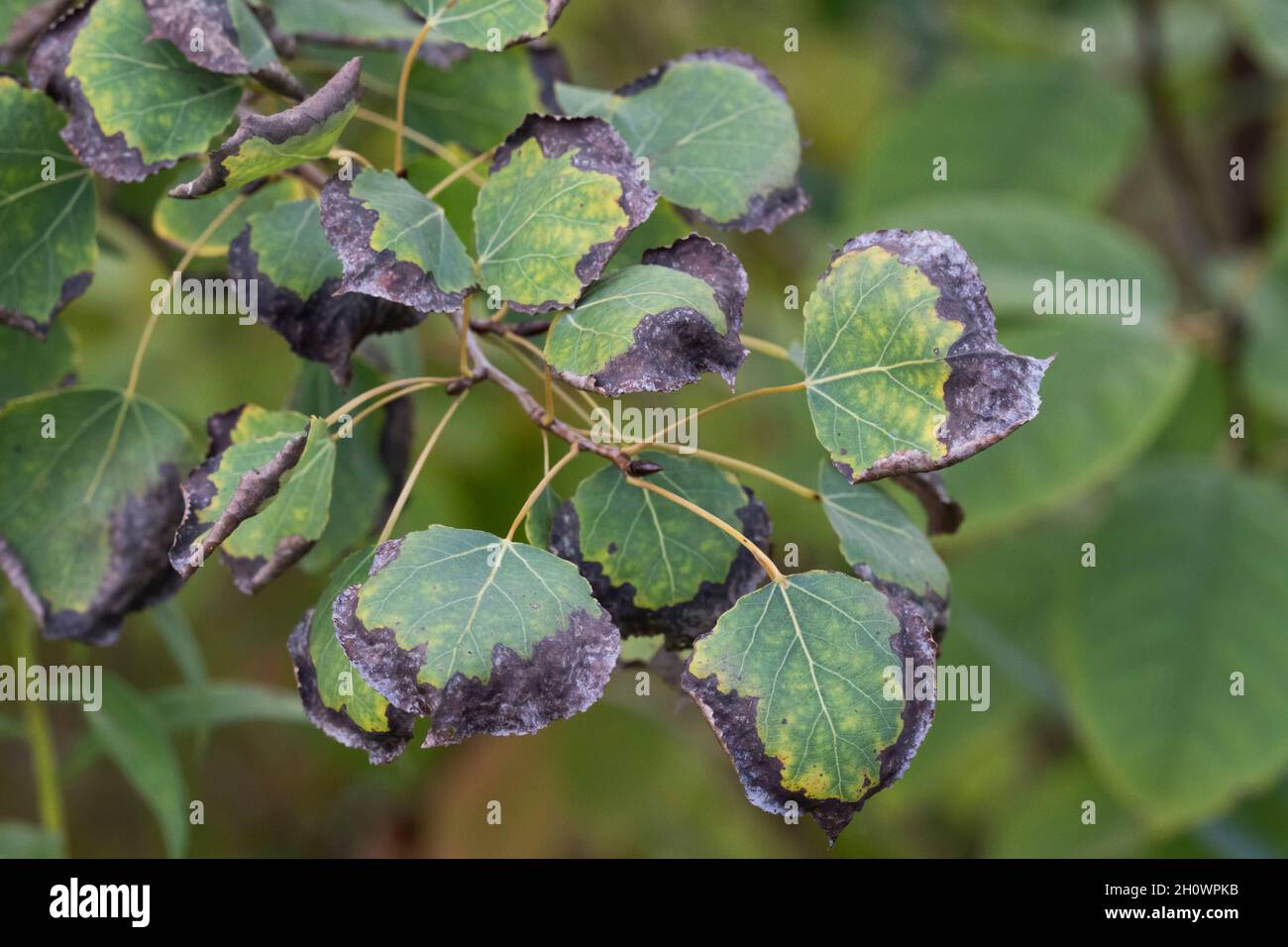Natrium- und Chlorid-Toxizität in Blättern Stockfoto
