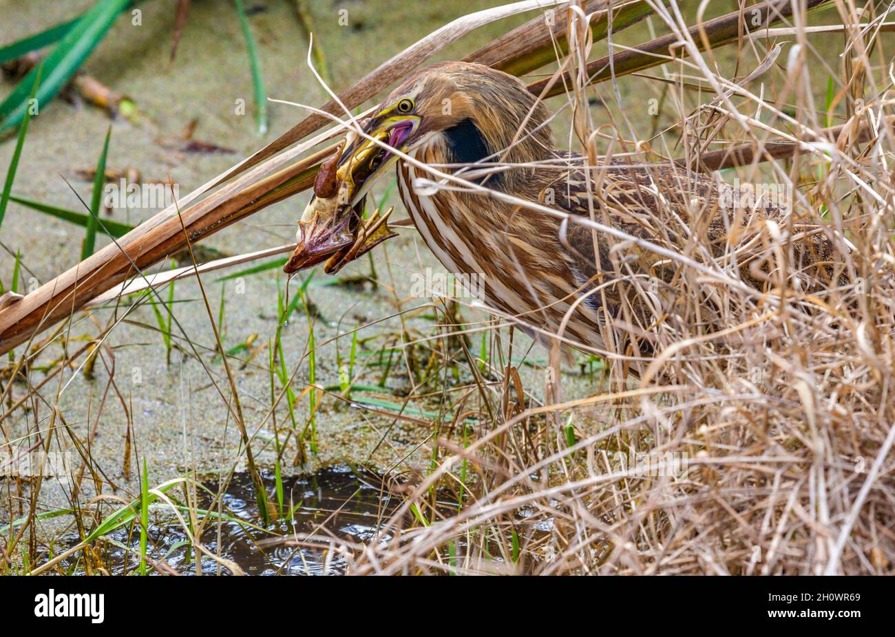 Amerikanische Bittern (Botaurus lentiginosus) fressen einen Frosch in einem sumpfigen Sumpfgebiet in der Nähe von Pascagoula, Mississippi Stockfoto