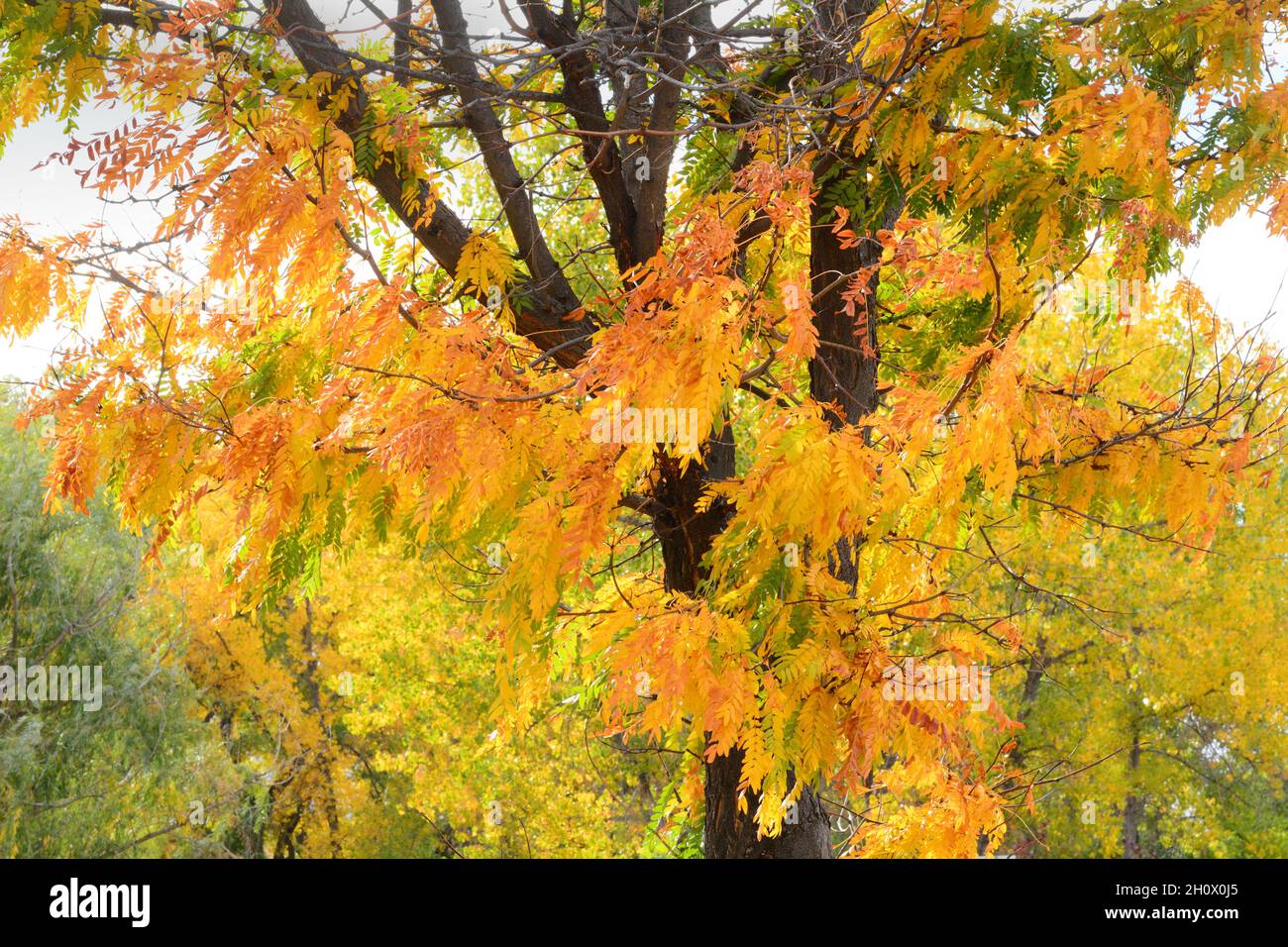 Goldene Herbstblätter und Äste Stockfoto