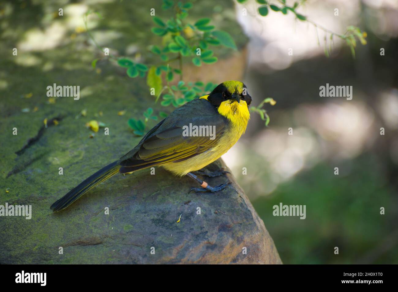 Diese helmeted Honeyeaters (Meliphaga Cassidix) sind das staatliche Vogelemblem für Victoria, Australien. Sie sind wirklich schön und sehr selten. Stockfoto