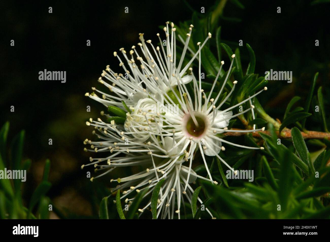 Burgan (Kunzea Ericoides) ist ein unscheinbarer kleiner Baum - bis er blüht! Die langen Staubblätter erleichtern die Identifizierung und sind bei Insekten beliebt. Stockfoto