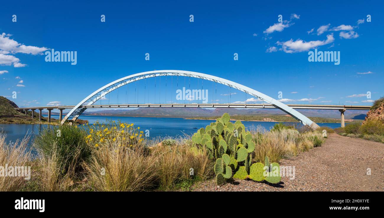 Panorama der Roosevelt Lake Bridge im Frühling. Panorama von Frühlingsblumen aus dem Britlebush und Kaktus aus stacheligen Birnen an der Theodore Roosevelt Lake Bridge. Stockfoto