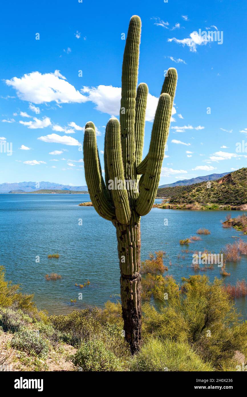 Saguaro Cactus am Arizona Desert Lake. Kaktus und Wasser in der Sonoran  Desert von Arizona. Saguaro mit mehreren Armen am Roosevelt Lake in der  Sonoran Desert Stockfotografie - Alamy