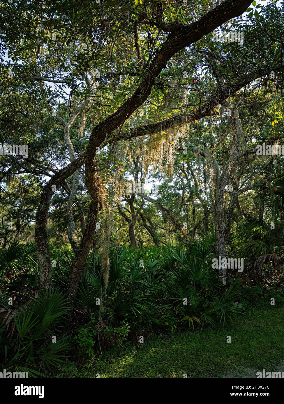 Spanischer Moos im Upper Tampa Bay Park, Florida Stockfoto