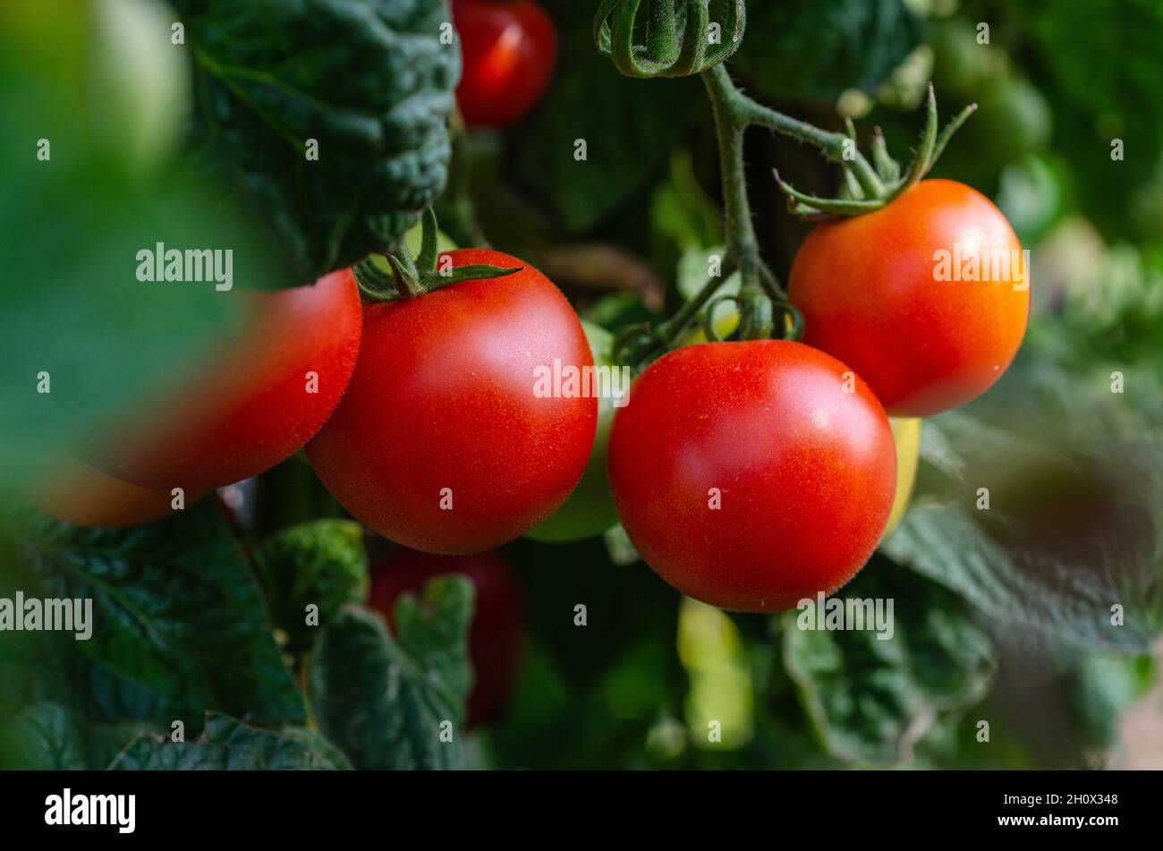 Frische, weingereifte Tomaten biologisch gesund Stockfoto