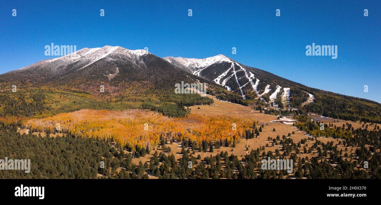 Leuchtende Herbstfarben auf Espenbäumen in Flagstaff Arizona Stockfoto