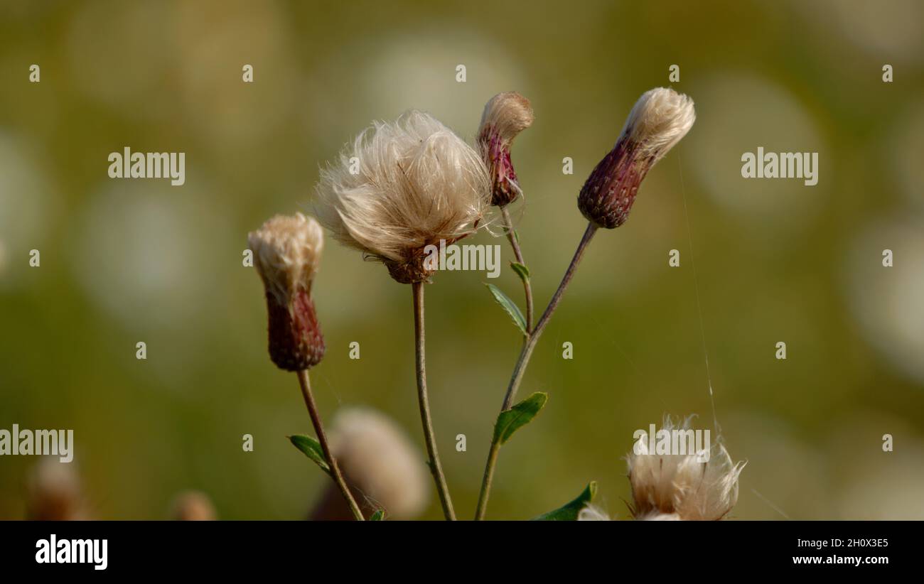 Nahaufnahme einer welkenden Distel Stockfoto