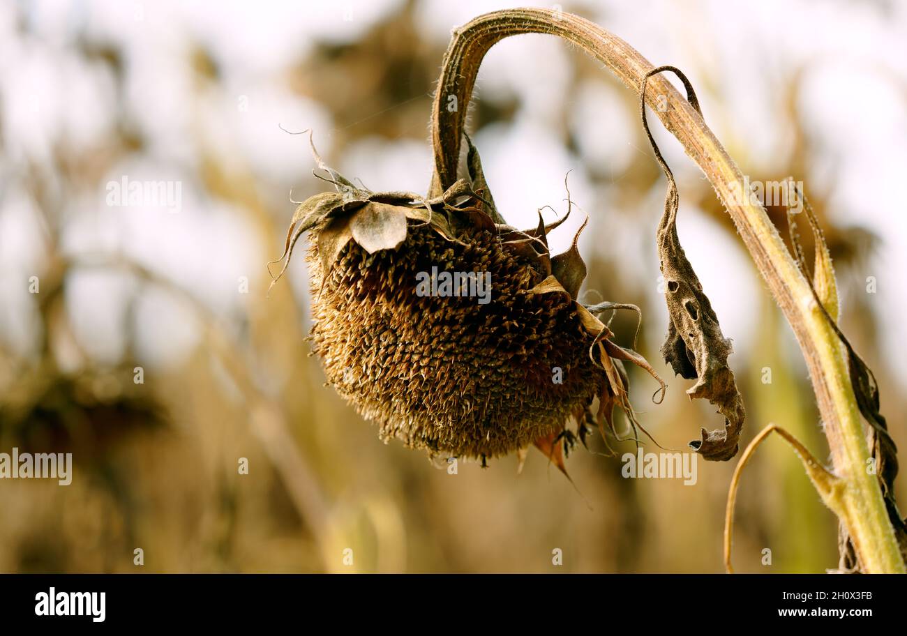 Nahaufnahme einer welkenden Sonnenblume Stockfoto