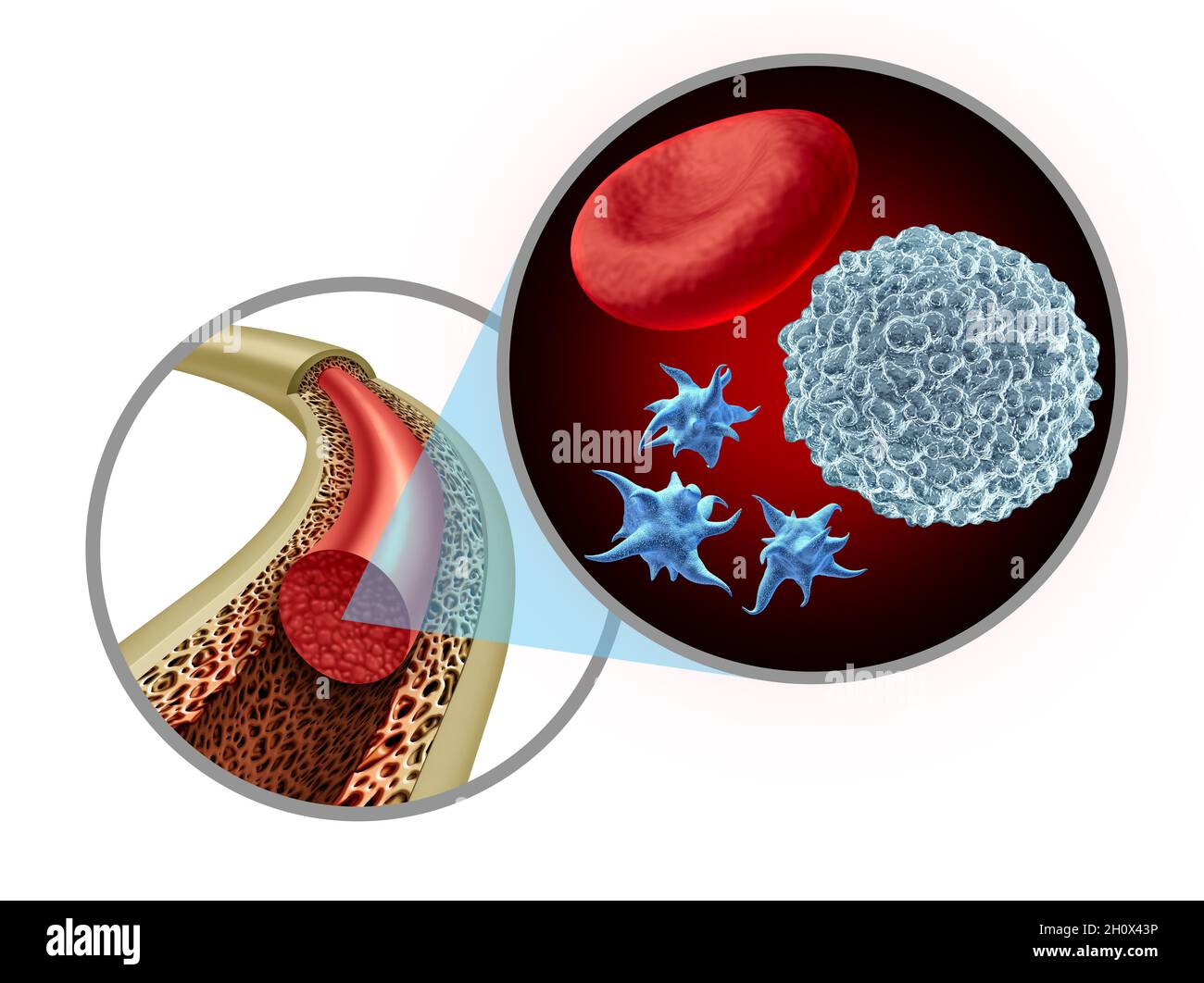 Knochenmark-Blutzellen als Blutplättchen und weiße Blutzellen-Konzept in einer gesunden Anatomie mit starkem normalem Gewebe als Symbol für orthopädische. Stockfoto