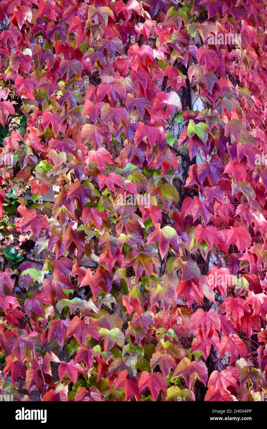 buntes Herbstlaub im Sonnenlicht in allen Farben schillernd Stockfoto