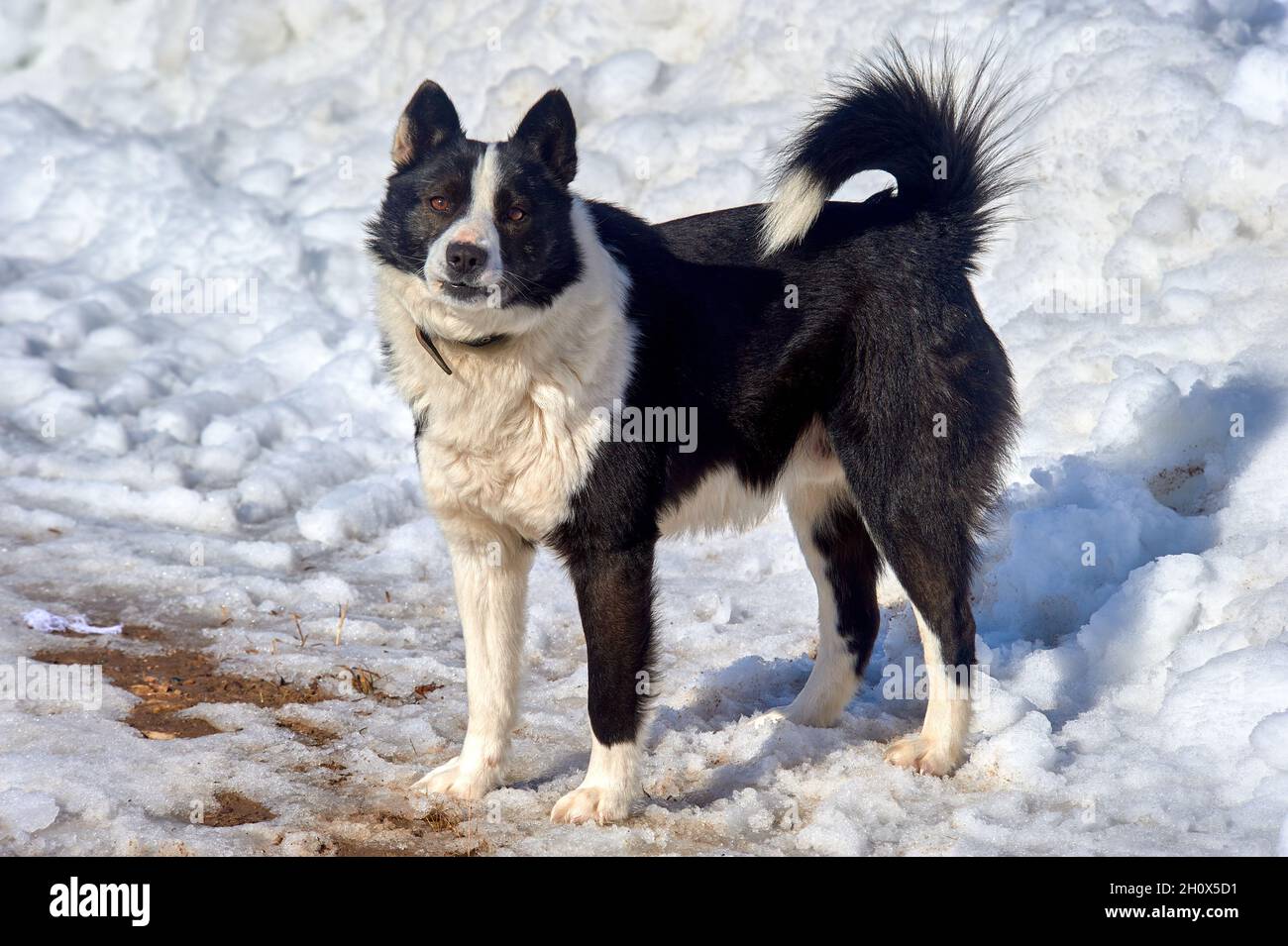 Ein Hund steht an einem frostigen Tag auf einer verschneiten Straße und schaut auf die Kamera Stockfoto